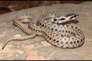 Rescuers caught seven snakes in Armenia in two days