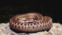 Rescuers catch 5 snakes in Armenia in two days