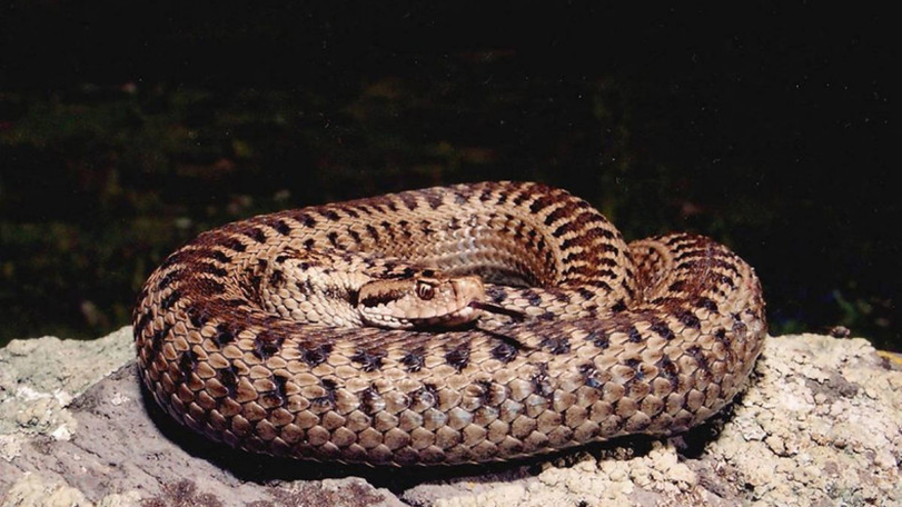 Rescuers catch 5 snakes in Armenia in two days