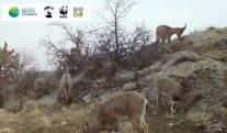 Bezoar goats caught on camera in Armenia
