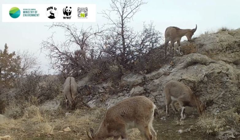 Bezoar goats caught on camera in Armenia