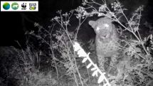 Caucasian leopard again caught on camera in Armenia
