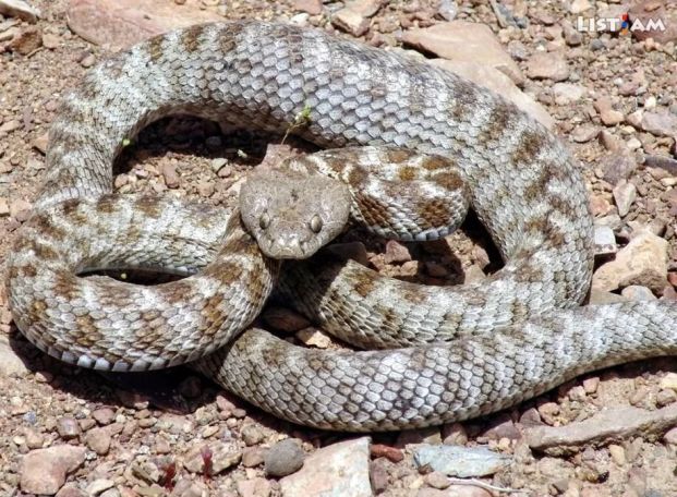 Rescuers catch 5 snakes in Armenia in two days