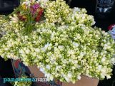 К 1 сентября из Армении в Екатеринбург доставлено 230 тонн свежесрезанных цветов
