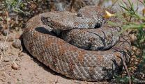 Rescuers catch 5 snakes in Armenia in three days