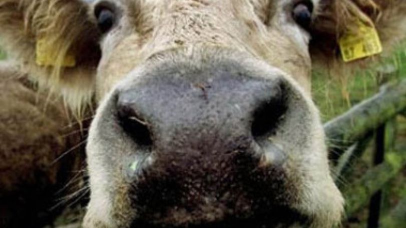 Mad cow disease-related death confirmed in Texas    
