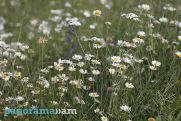 Temperatures to rise further in Armenia