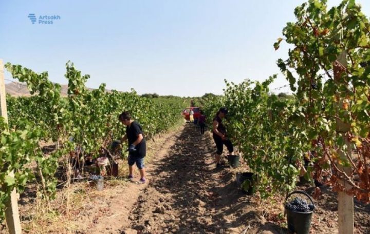 Արցախում խաղողի բերքատվության ցուցանիշները գոհացուցիչ են. Փոխնախարար