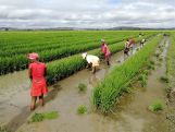 Global food prices broadly stable in October, FAO says