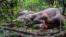 After drinking liquor, 24 elephants sleep for hours in India