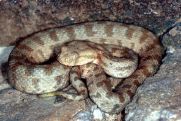 Rescuers catch two snakes in Yerevan