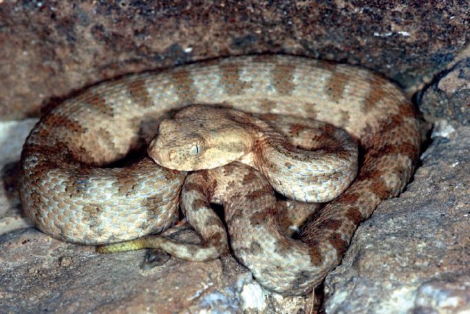 Rescuers catch two snakes in Yerevan