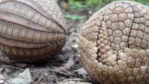 Row over protection for World Cup mascot armadillo