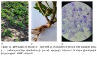 ԳԱԱ-ում մշակած «Rhizomix» կենսապարարտանյութը կարող է բարձրացնել գետնանուշի բերքատվությունը