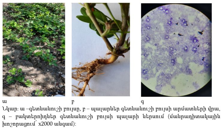 ԳԱԱ-ում մշակած «Rhizomix» կենսապարարտանյութը կարող է բարձրացնել գետնանուշի բերքատվությունը