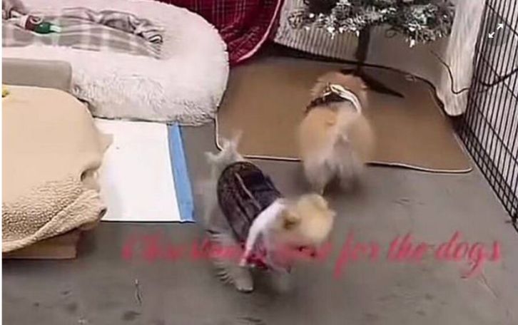 Ким Кардашьян раскритиковали за условия для ее собак в гараже