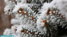 Light snow in the forecast