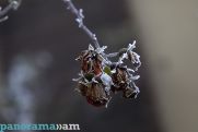 Light snow in sight for parts of Armenia