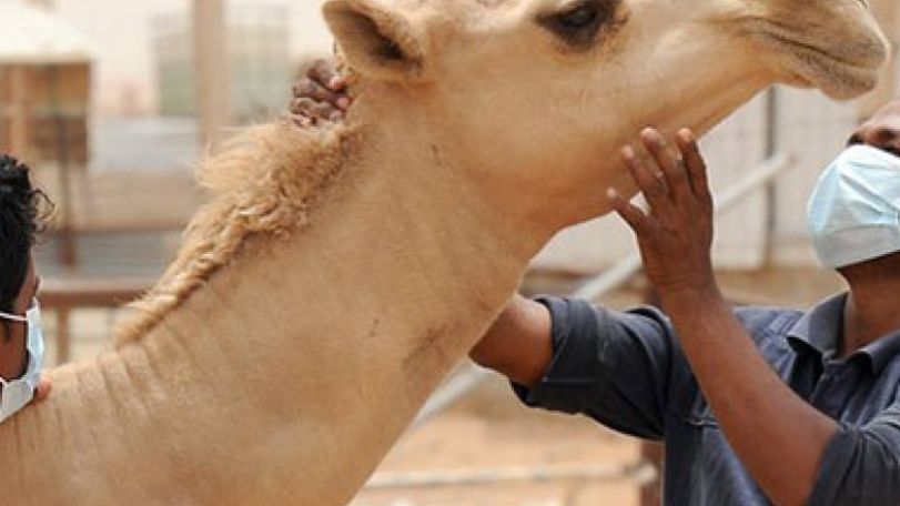 Cats and dogs to be tested for mysterious Mers infection