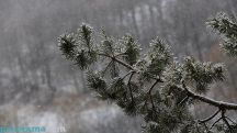 Snow, fog set for coming days