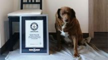 Portuguese dog Bobi breaks record for oldest dog ever