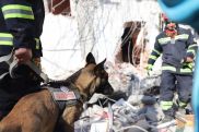 В Грузии наградили собаку за спасение человека после землетрясения в Турции