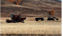 Ռուսաստանում ցորենի բերքը 2022 թվականին 2021 թվականի համեմատ աճել է գրեթե 37%-ով