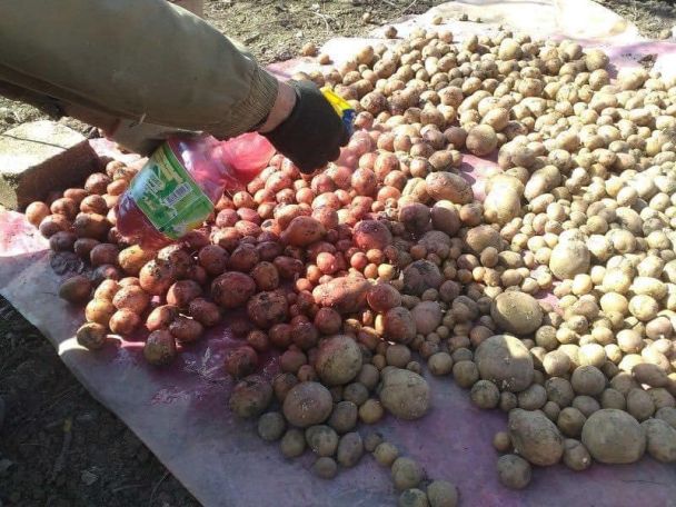 Արցախի գյուղնախարարություն. Կարտոֆիլի սերմի ամբողջ խմբաքանակն այս փուլում ենթակա չէ որպես սննդամթերք օգտագործման