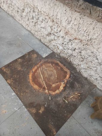 Ծառահատվող իմ Երևան...