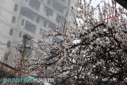 Snow, rain, fog in the forecast