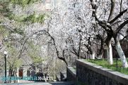 Ո՞ր դեպքում է պետք այգիներում ծխեցում իրականացնել