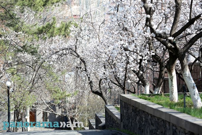 Ո՞ր դեպքում է պետք այգիներում ծխեցում իրականացնել