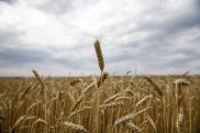 FAO: мировые цены на продовольствие снижаются двенадцатый месяц подряд