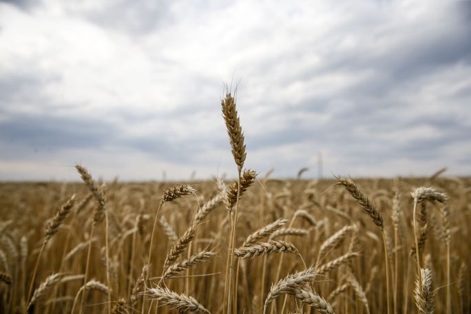 FAO: мировые цены на продовольствие снижаются двенадцатый месяц подряд