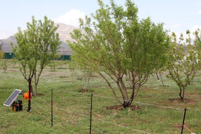 Introduction of electric fences program implemented in Ararat – Viva-MTS