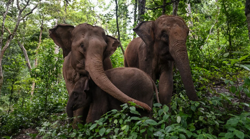 Asian elephant habitat shrinks almost two-thirds, study finds