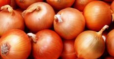 Վրաստանում սոխը 110,7%-ով թանկացել է
