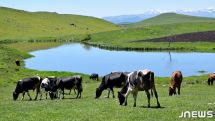 Վրաստանում հասարակական վայրում խոշոր եղջերավորի հայտնվելը կհանգեցնի 100 լարի տուգանք