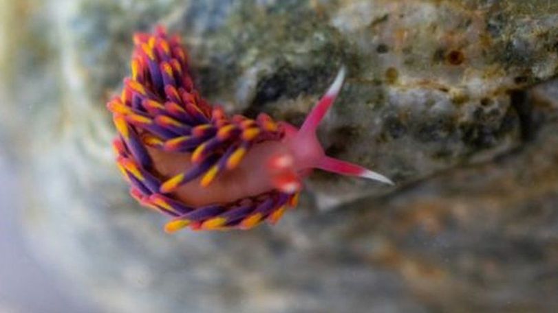 Rare rainbow sea slug found in UK rock pool