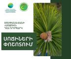 Ստեփանավանի «Սոճուտ» դենդրոպարկում  սոճիների փոշոտման շրջանն է