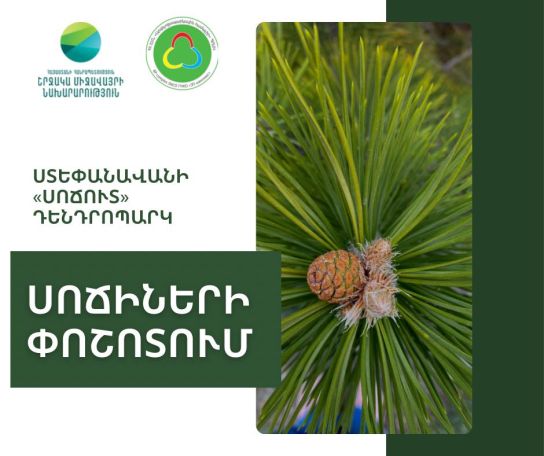 Ստեփանավանի «Սոճուտ» դենդրոպարկում  սոճիների փոշոտման շրջանն է