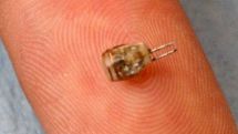 Wireless pacemaker placed in rabbit