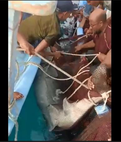 Местные жители поймали акулу, которая напала на россиянина в египетской Хургаде
