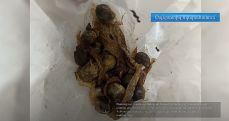 Armenian customs officers foil drug smuggling attempt