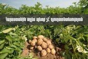 «Հայաստանում գյուղատնտեսությունը ձախողելով` ճանապա՞րհ եք ուզում բացել թուրքական ապրանքների համար»