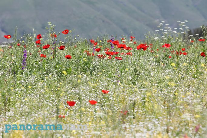Օդի ջերմաստիճանը հուլիսի 9-10-ն աստիճանաբար կնվազի 5-8 աստիճանով
