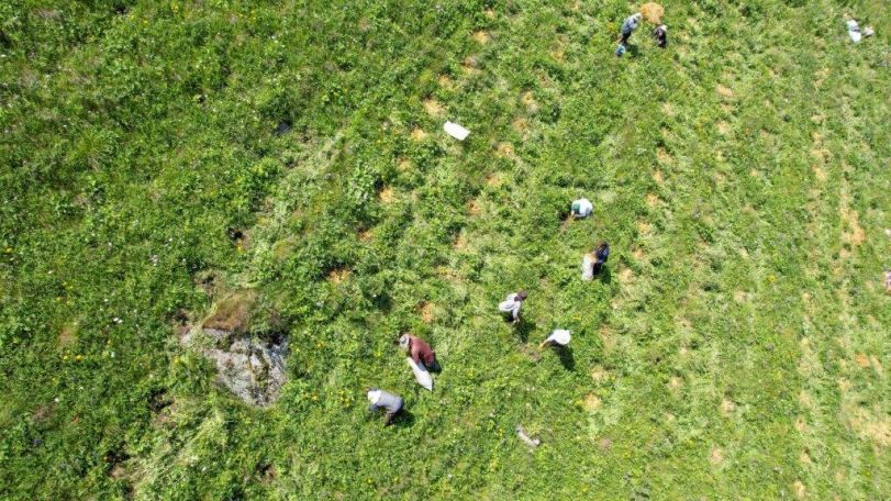 20,000 trees mulched in Lori with support of Viva-MTS to increase forest cover in Armenia