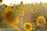 Օդի ջերմաստիճանը օգոստոսի 5-10-ն աստիճանաբար կբարձրանա 6-8 աստիճանով