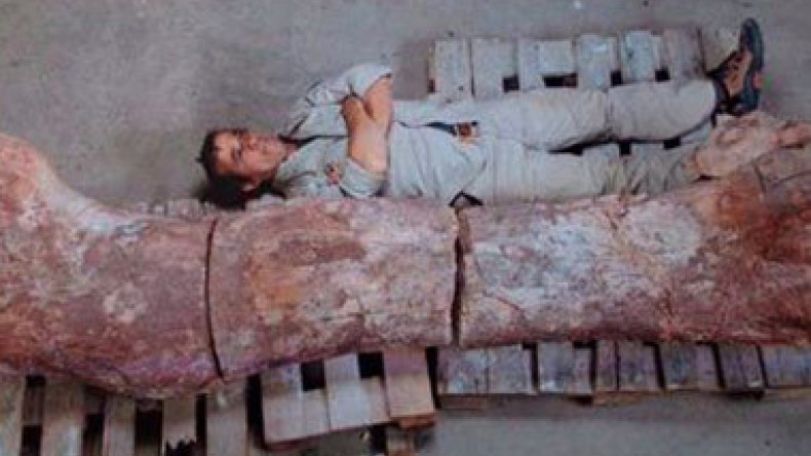 'Biggest dinosaur ever' discovered