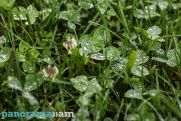 Showers, thunderstorms in sight for parts of Armenia